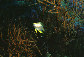 Amaur_j1.jpg