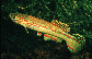 Apami_u1.jpg