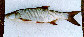 Asasp_u2.jpg