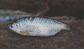 Brimb_u1.jpg