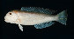 Brjap_u3.jpg