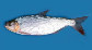 Brsin_u0.jpg