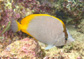 Chsan_u2.jpg