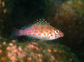 Cioxy_u9.jpg