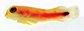Delom_u0.jpg