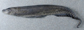 Gyoma_u0.jpg