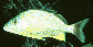 Hasci_u0.jpg
