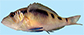 Hylib_u4.jpg