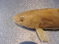 Lelon_u5.jpg