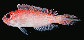 Owspp_u0.jpg