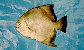 Papan_u0.jpg