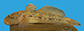 Poira_u0.jpg