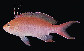 Psbic_m0.jpg