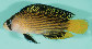 Psspl_u3.jpg