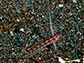 Ptspr_u0.jpg