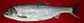 Rukut_u0.jpg