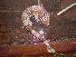 Sccap_j1.jpg