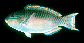 Sccha_m1.jpg
