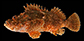 Scgig_u5.jpg