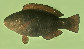 Scspi_m0.jpg