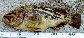 Setri_u0.jpg
