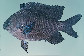 Stobr_u4.jpg