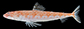 Sylau_u0.jpg