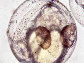 Symed_e1.jpg