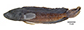 Teoba_m0.jpg