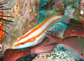 Thasc_f0.jpg